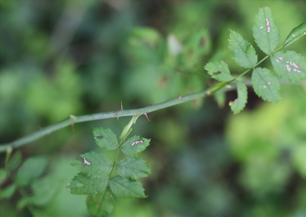 Rosa arvensis (door Jan Klinckenberg)